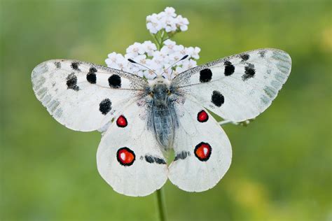 Apollofalter (Parnassius apollo) (Forum für Naturfotografen)