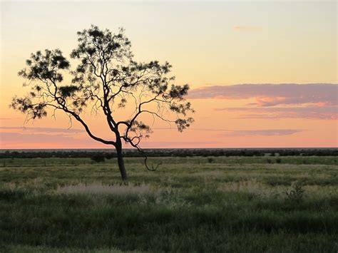 New analysis promises better weed management of the Lake Eyre Basin – CSIROpedia