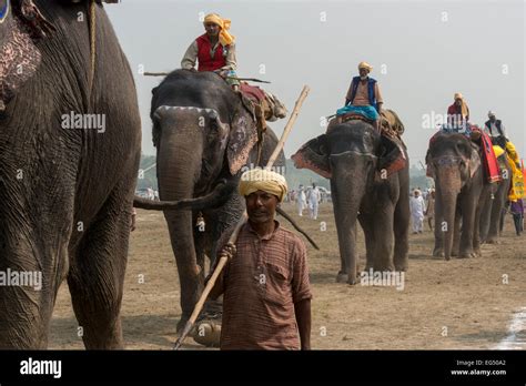 Elephants' Parade, Sonepur Mela Stock Photo - Alamy