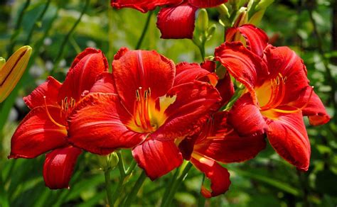 red daylily Porch Entry, Front Porch, Red Flowers, Beautiful Flowers, Online Plant Nursery ...