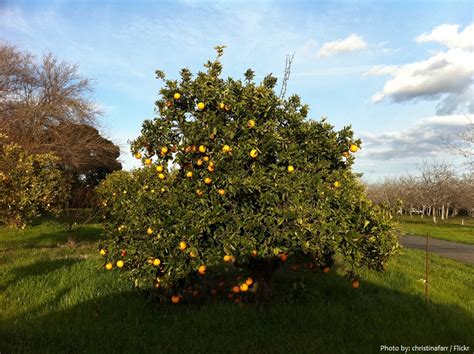 Interesting facts about grapefruit | Just Fun Facts