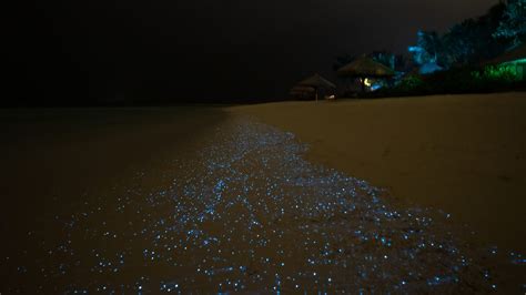 Bioluminescent plankton - Ocean Dimensions