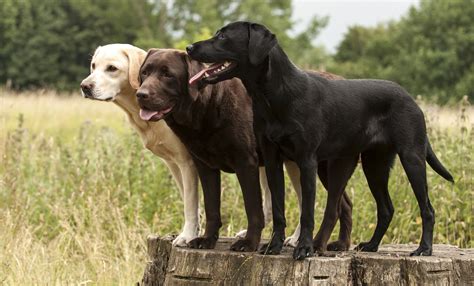 8 Surprising Facts About Labrador Retrievers