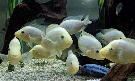 Rental Aquariums Melbourne Sydney Brisbane Gold and Sunshine Coast