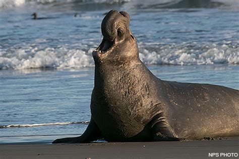 Viewing Elephant Seals - Point Reyes National Seashore (U.S. National Park Service)