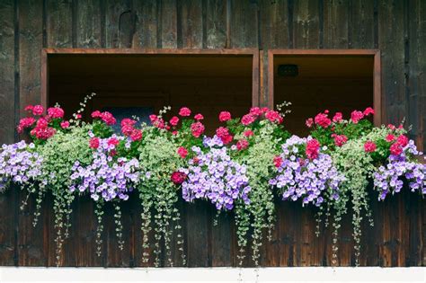 Example of a symmetric flower box with a repeating pattern of light purple, fuchsia and green ...