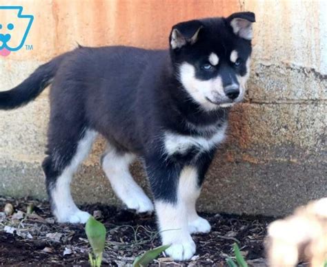 Pomsky Puppies For Sale | Puppy Adoption | Keystone Puppies