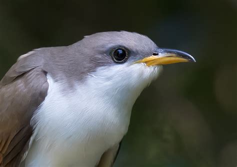 American Cuckoos - Travis Audubon