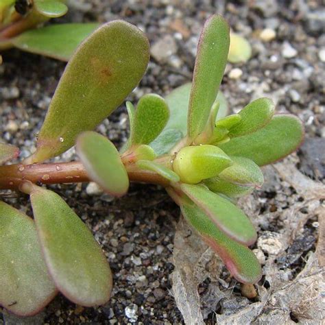 Purslane, A Wild Edible Weed With Many Culinary Uses - Eat The Planet