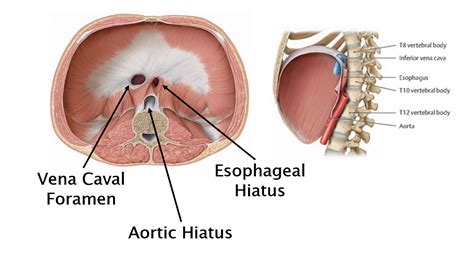 Abdominal Organs – Anatomy 622 Coursebook