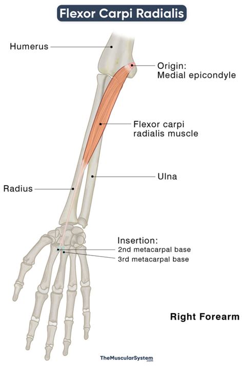 Flexor Carpi Radialis: Action, Origin, Insertion, Innervation