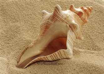 The Conch - Symbolism in Lord of the Flies