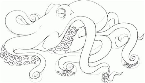 Realistic Octopus Coloring Page