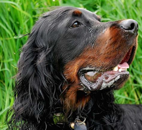 Gordon Setter - Dog Breed Information and Images -K9 Research Lab