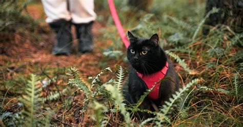 9 Best Cat Harness Products