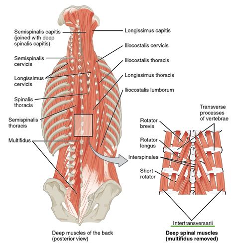 Topographic Anatomy of the Back | The Lecturio Medical Online Library