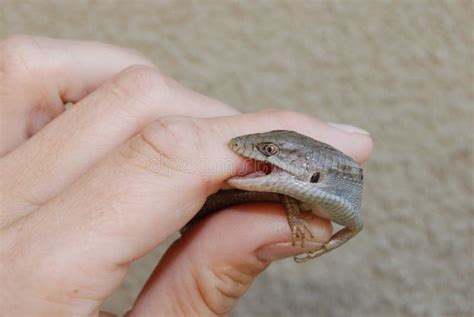 Southern Alligator Lizard Bite Stock Photo - Image of nature, face: 6316462