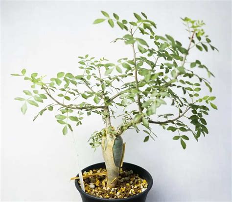 Bursera fagaroides 101: Everything to Know About This Stunning Plant | Succulent Alley