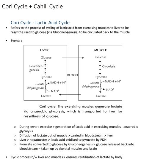 Cori + Cahill Cycle