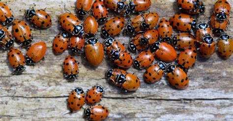 Ladybug Swarm Is So Massive It Appears On Weather Radar | HuffPost