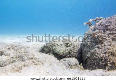 Stonefish Stock Images, Royalty-Free Images & Vectors | Shutterstock