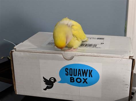 Squawk Box Subscription Review - January 2018 - Hello Subscription