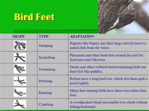 Kingfisher is a bird in which the feet are [CBSE PMT 1988] A) Scratching type B) Raptorial type ...