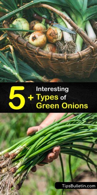 Varieties of Green Onions - Different Types of Green Onion Plants