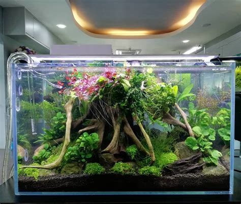 Beautiful aquascape with quality healthy plants. | Freshwater aquarium plants, Planted aquarium ...