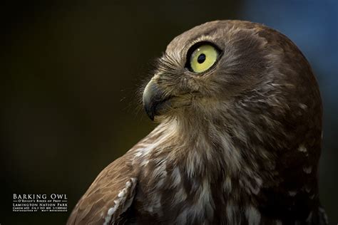 Australian Birds of Prey on Behance