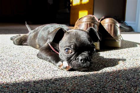 Why the Boston Terrier Pug mix will make you happy - K9 Web