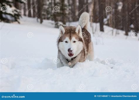 Portrait of Dog Breed Siberian Husky is Digging the Snow in the Field ...