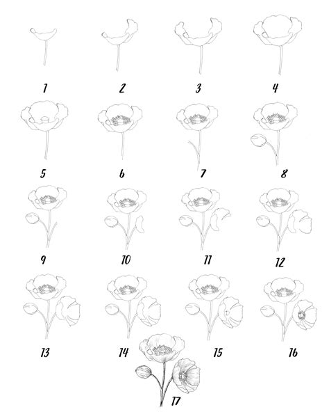 13+ Easy Steps Poppy Flower Drawing | Realistic Poppy Flower Art | Drawwiki | Poppy flower ...