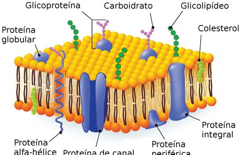 Estructura De La Membrana Celular De Las Bacterias 2020 Idea E | Porn ...