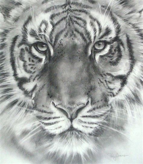 Free Tiger Sketch Drawing For Artists With Creative Ideas - Sketch ...