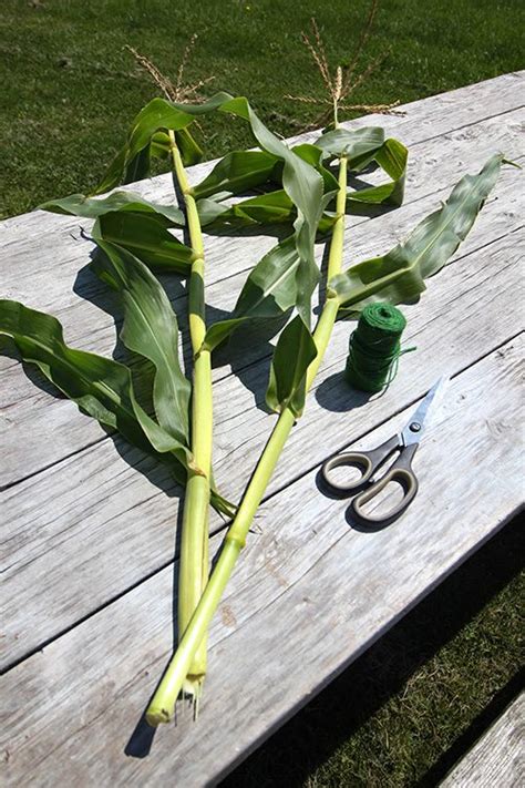 Corn Stalk Decor for Fall: How to Dry Corn From Your Garden - The Creek Line House