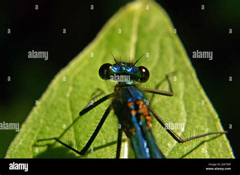 insect eyes hairy dragonfly balance antenna prachtlibelle dragonfly Stock Photo - Alamy