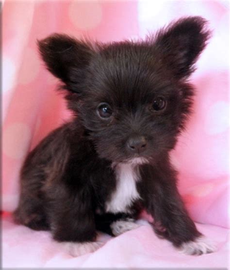 the life & times of jayteewo.: I want Wednesday. | Chihuahua mix puppies, Teacup puppies maltese ...