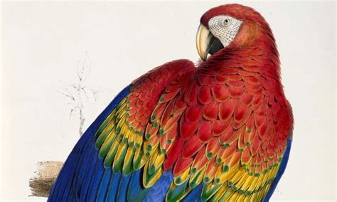 Scarlet macaw DNA points to ancient breeding operation in Southwest