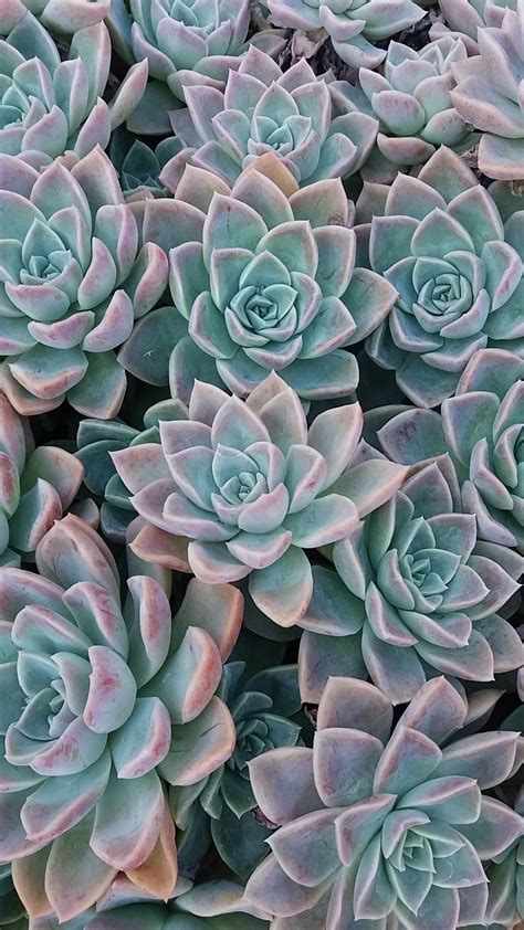 Сукуленты - #Сукуленты | Flower phone wallpaper, Succulents wallpaper, Succulents