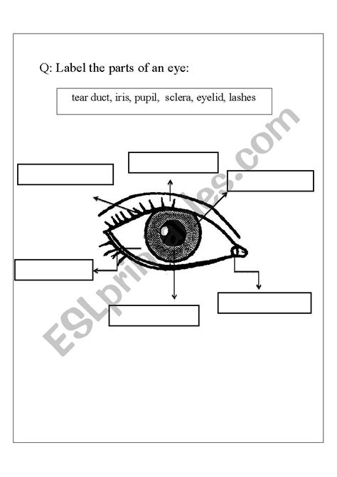 Eye Worksheets For Kids - Free Printable Worksheet