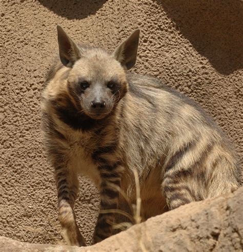 Striped Hyena | Striped Hyenas are largely scavengers, but w… | Flickr