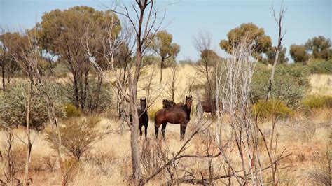 How are brumbies different to domestic horses? - ABC Hobart