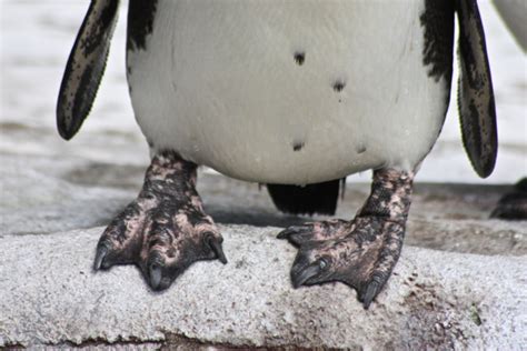 Penguin Webbed Feet