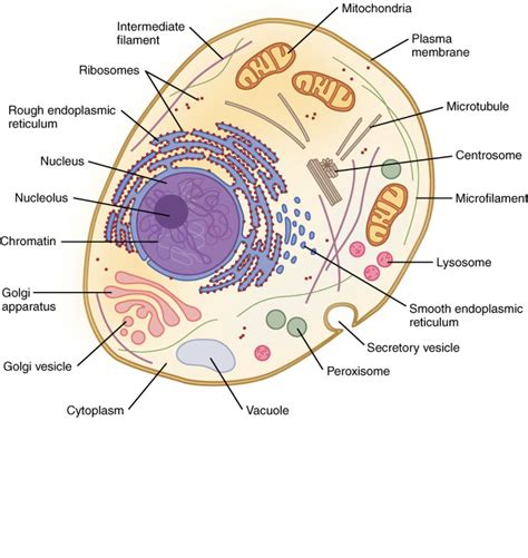 Cell Membrane Function In Plant And Animal Cells