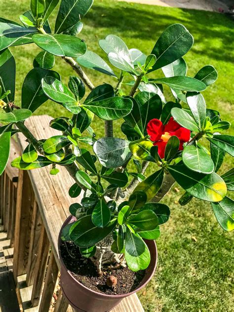 How to Grow a Desert Rose Plant - Birds and Blooms