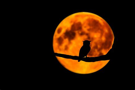 Owl Moon Silhouette - Free photo on Pixabay