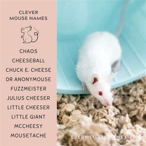 210+ Best Mouse Names (Cute, Clever, and Funny) - Every Little Name