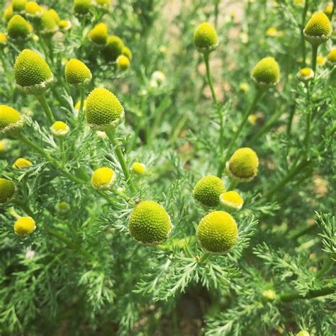 Foraging for Pineapple Weed (Wild Chamomile) + Pineapple Weed Tea