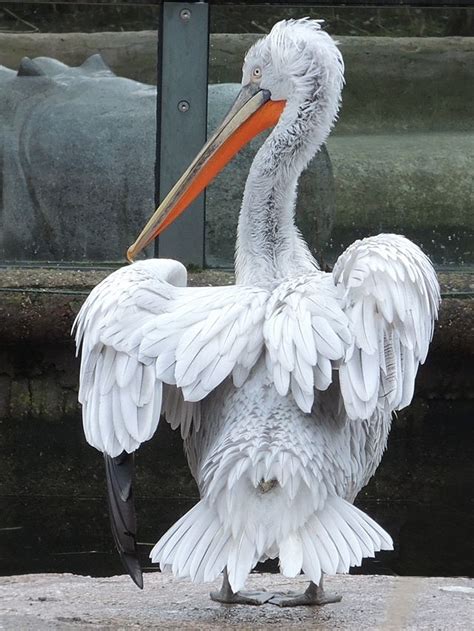 birds in Antwerp zoo